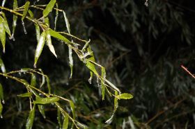 IMG_2151.jpg